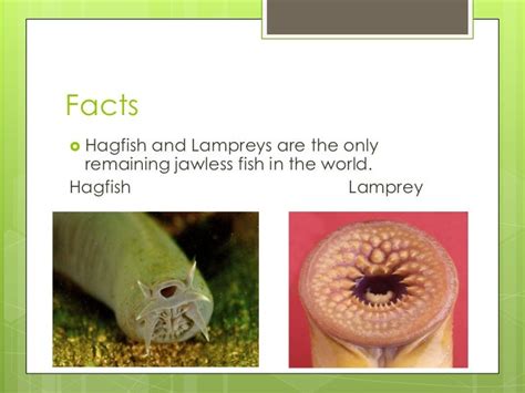 Interesting Facts About Vertebrates