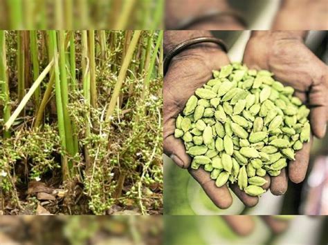 Cardamom Farming Earn Lakhs By Cultivating Cardamom