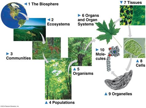 Levels Of Biological Organization Diagram