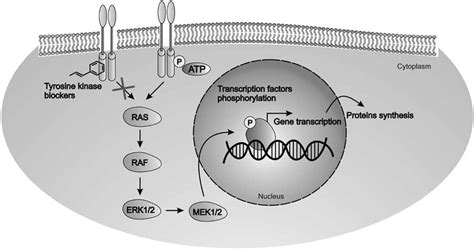 Tyrosine Kinase Intracellular Signaling Pathway Activation And Download Scientific Diagram