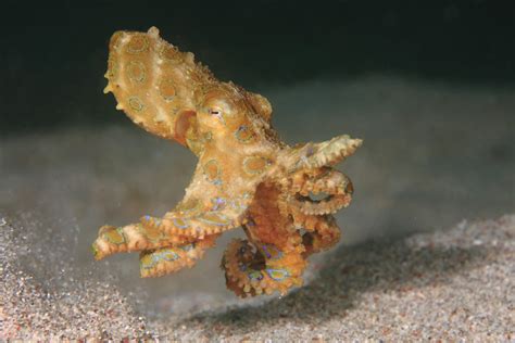 Fact File Blue Ringed Octopus Hapalochlaena Maculosa Australian