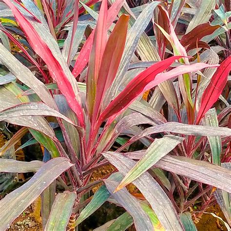 Buy Dracaena Mahatma Thin Long Leaves Nursery Nisarga