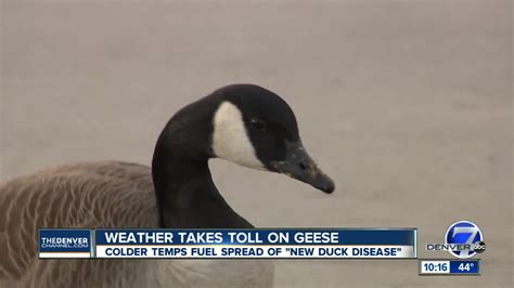 CPW: 'New duck disease' blamed for dead geese in the metro