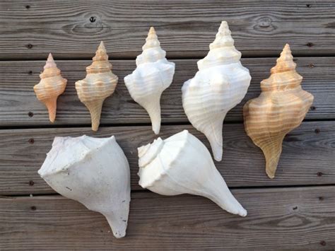 Seashell Dreams Come True I Love Shelling