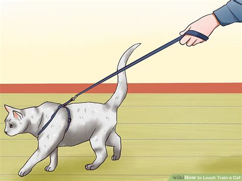 How To Leash Train A Cat 9 Steps With Pictures Wikihow