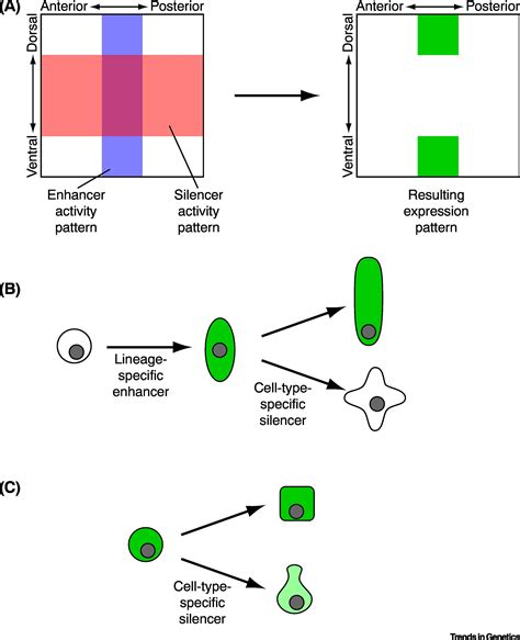 Transcriptional Silencers: Driving Gene Expression With The, 53% OFF