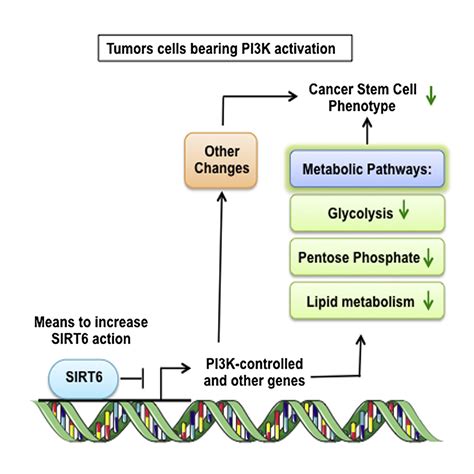 SIRT6 Suppresses Cancer Stem Like Capacity In Tumors With PI3K