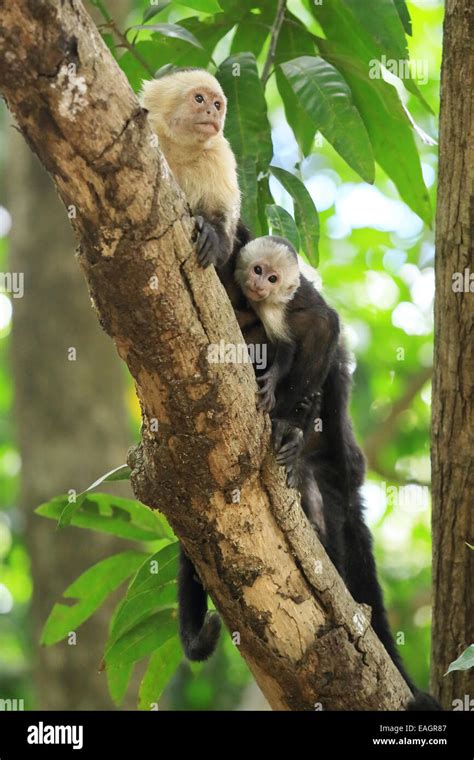 White Faced Capuchin Monkeys Cebus Capucinus Palo Verde National