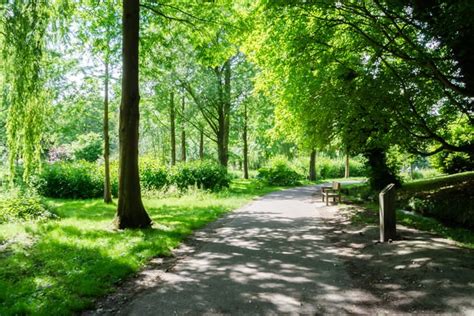 大きな木々の茂る公園の無料の写真素材 Id15270｜フリー素材 ぱくたそ