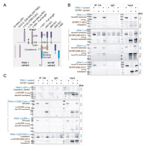 Myrf And Pan 1 Interact Through Extracellular Domains In Hek293t Cells Download Scientific