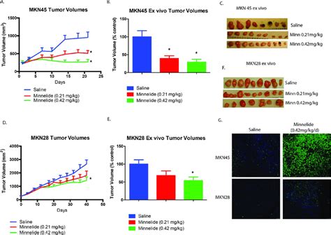 A Triptolide Prodrug Minnelide Induces Tumor Regression In Mouse