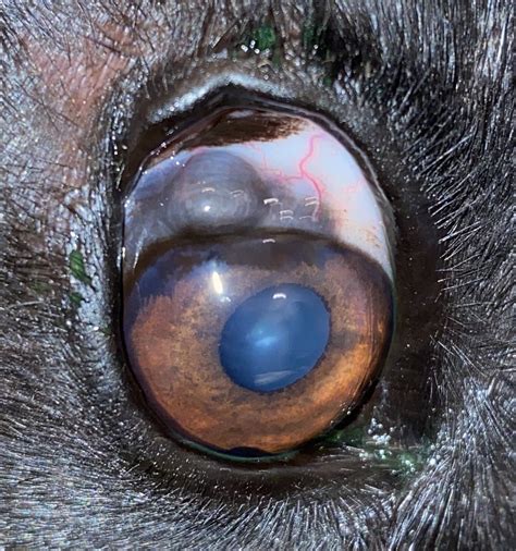 Iris Dark Spot On Dogs