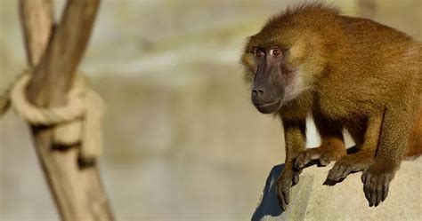 The Guinea baboon | MNHN