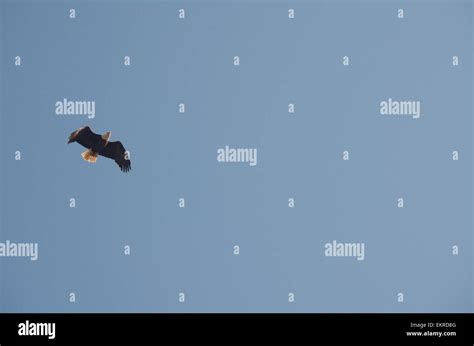 Bald Eagle in Flight Stock Photo - Alamy