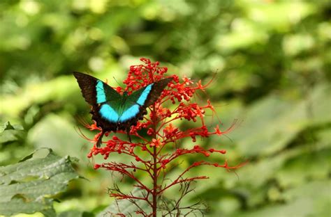 53 Most Colorful Butterflies In The World 2022