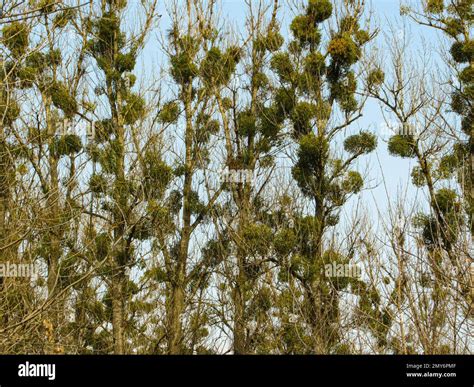 European Mistletoes Hi Res Stock Photography And Images Alamy