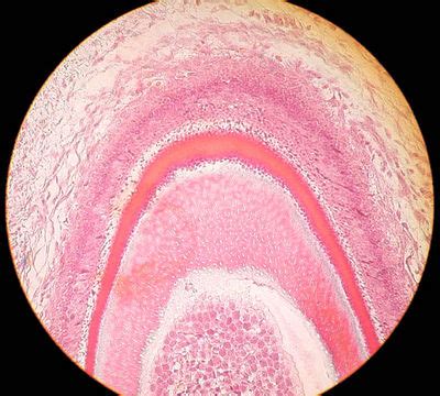 Tooth Histology Labeled