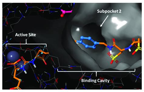 Crystal Structure Of PSMA And The Co Crystallized Ligand PSMA 1027