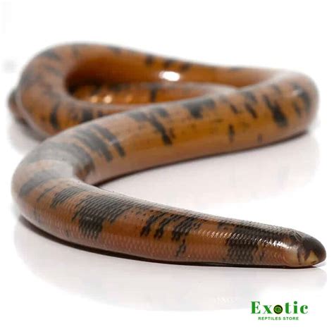 Schlegel’s Beaked Blind Snake - Exotic Reptiles Store