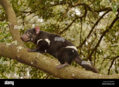 Tasmanian devil pouch hi-res stock photography and images - Alamy