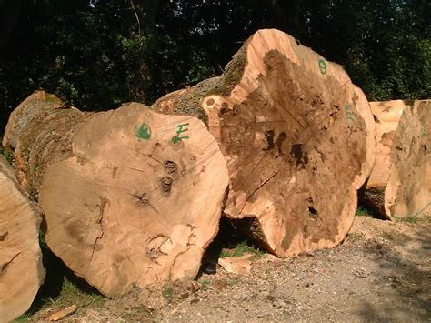 Olive Ash Burl Furnier Schorn And Groh Furniere Veneers