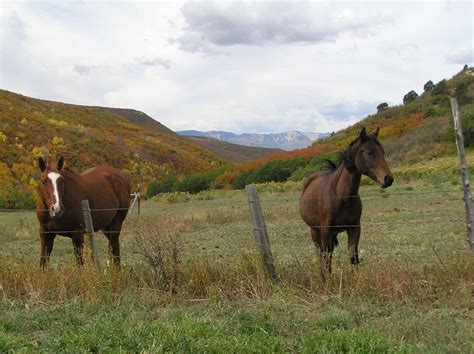 Up The Creek Ranch Silt Colorado Fay Ranches