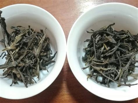 What Is The Difference Between Green Tea And Pu Erh Tea Quora