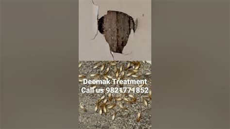 How To Get Rid Of Termites Deemak Control Treatment Youtube