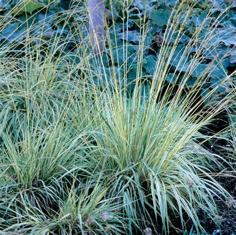 Molinia Caerulea Variegata From Nvk Nurseries