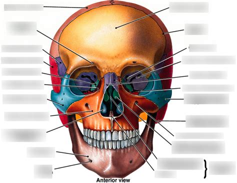 Anterior View Of Skull Colorful Diagram Quizlet