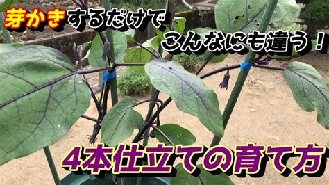 【ナス】プランターで1株から100本収穫するための芽かきの方法 Youtube