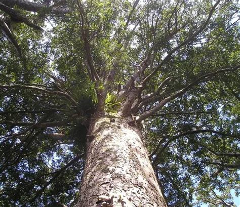 Kauri Tree