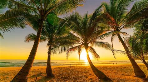 Silhueta De Coqueiros Na Praia Ao P R Do Sol Ou Ao Nascer Do Sol No C U