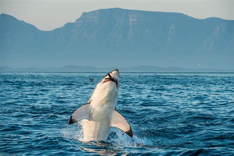 Ontdek Alles Over De Witte Haai National Geographic Junior