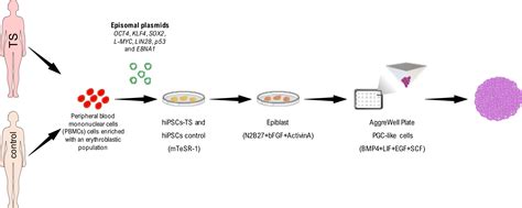 Cells Free Full Text Generation Of Primordial Germ Cell Like Cells