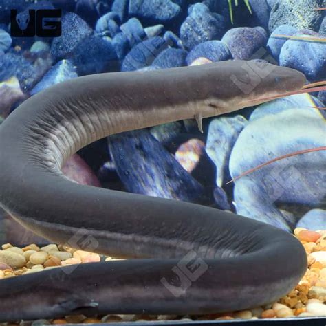 Three Toed Amphiuma (Amphiuma tridactylum) For Sale - Underground Reptiles