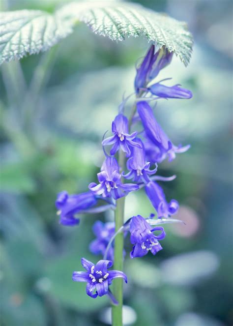 Bluebells Poster Picture Metal Print Paint By Svetlana Sewell