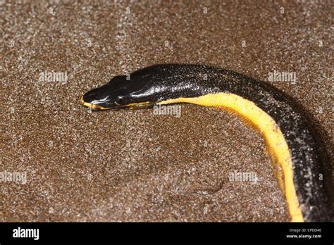 Pelamis Platurus Hi Res Stock Photography And Images Alamy