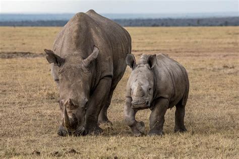 Days Ol Pejeta Lake Nakuru And Masai Mara Excel Getaways Limited