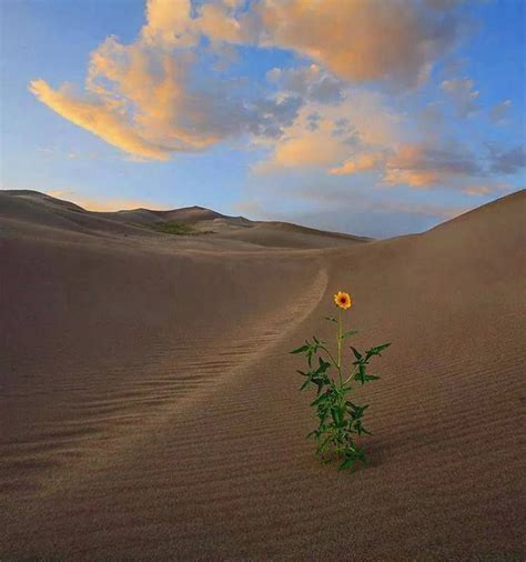 La Flor En El Desierto Flora Flowers Desert Flowers Beautiful Images