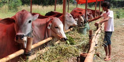 Berkurban Sapi Dengan Cara Patungan Oleh 5 Orang Hukum Kurbannya