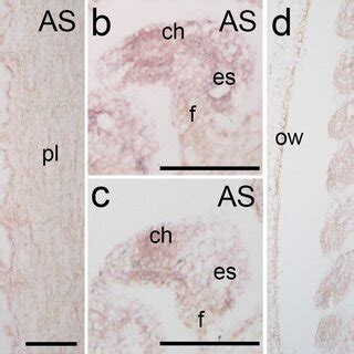 Spatiotemporal Expression Pattern Of Tfpmei Detected By Whole Mount