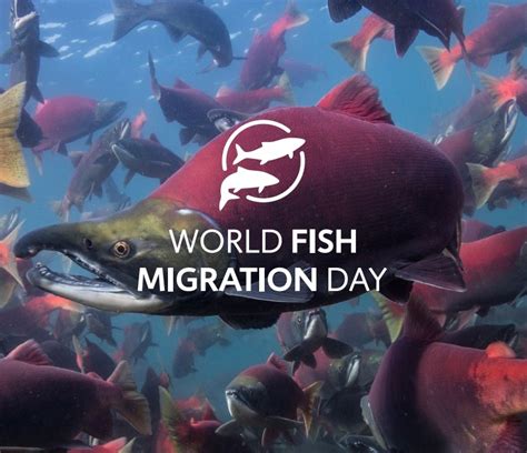 Save The Date: World Fish Migration Day 2018 | Save the Blue Heart of ...