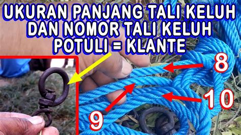 Tali Keluh Sapi Ukuran Panjang Klante Dan Nomor Tali Keluh Sapi