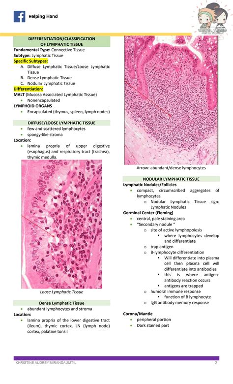 Solution Histology Lymphatic System Studypool