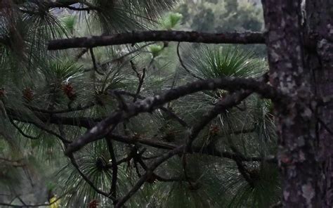 Ambientalistas Buscan Regenerar El Bosque De Pino En Coraz N Del Valle