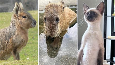 Cute News: Witzige Tierbilder von Katzen, Bären und Hasen