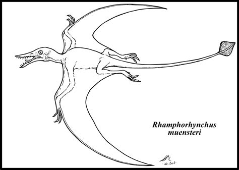 Rhamphorhynchus Muensteri By Zakafreakarama On Deviantart