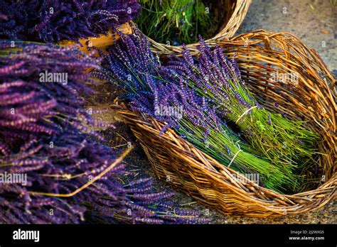 lavender fields during summer in Vaucluse in located in the Provence ...