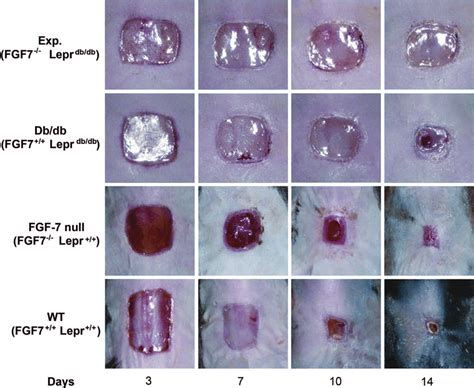 Wound Closure Analysis Healing Wounds Of Each Group Are Shown At